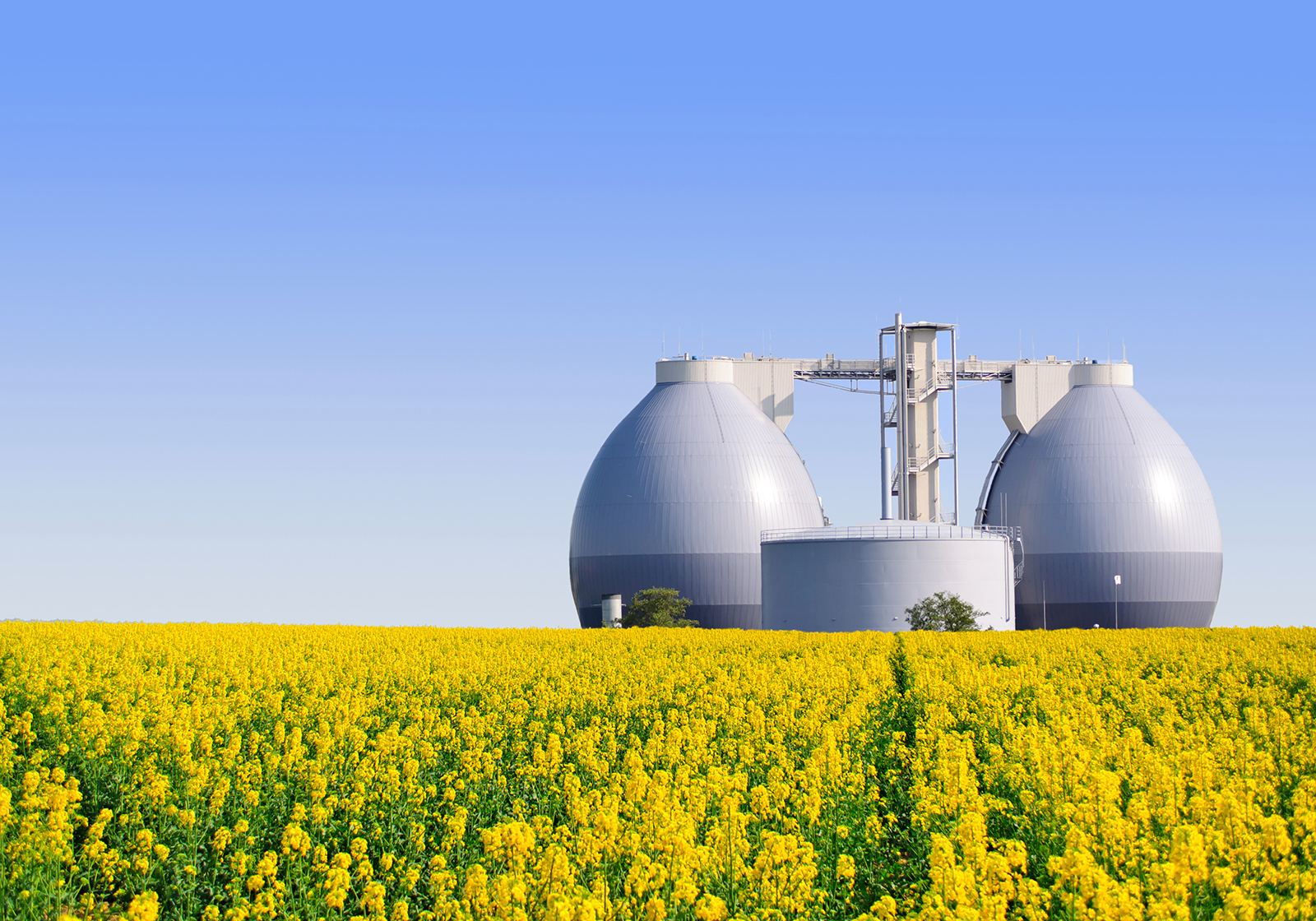 Biodigestore su campo di colza gialla